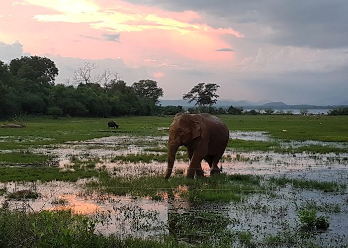 Elephant, Yala National Park