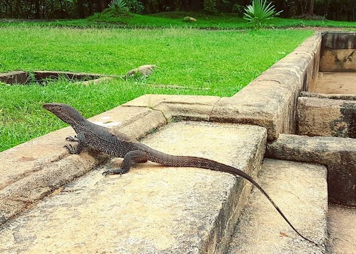 Land monitor lizard, Anuradhapura