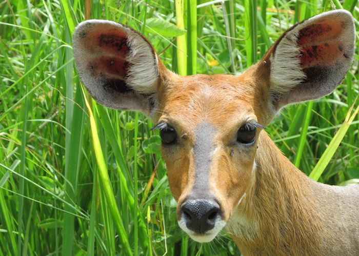 Bushbuck in Katavi 