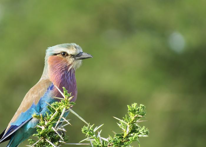 Lilac-breasted roller