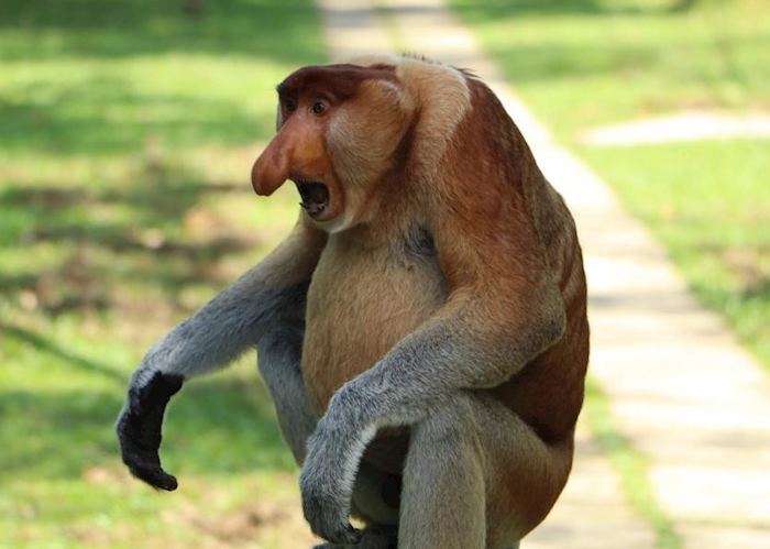 Proboscis Monkey 