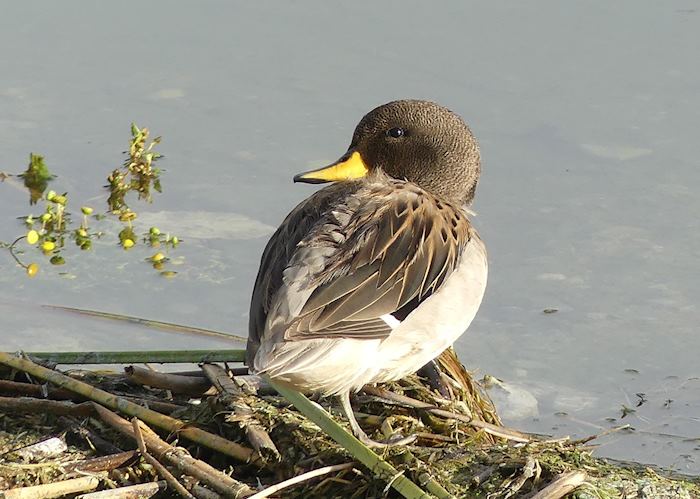 Yellow-billed teal on Lake Titicaca