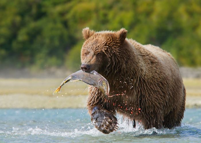 Brown bear catching salmon, Alaska