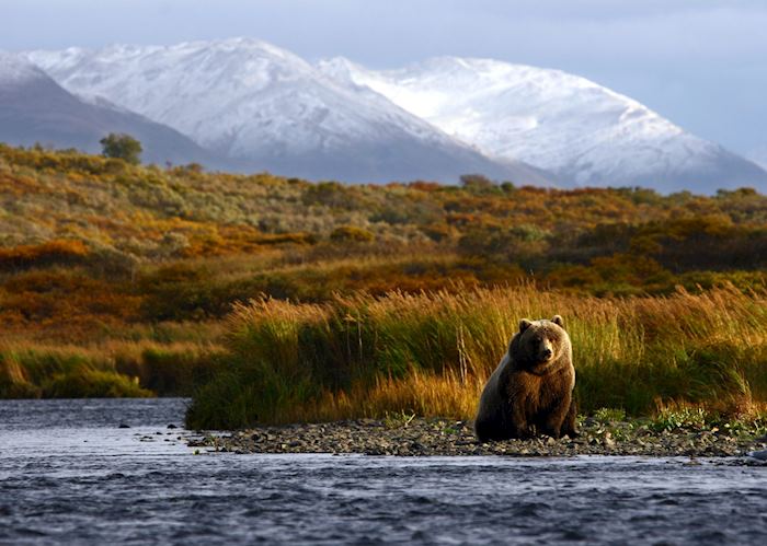 Kodiak brown bear near the Karluk River, Kodiak Island
