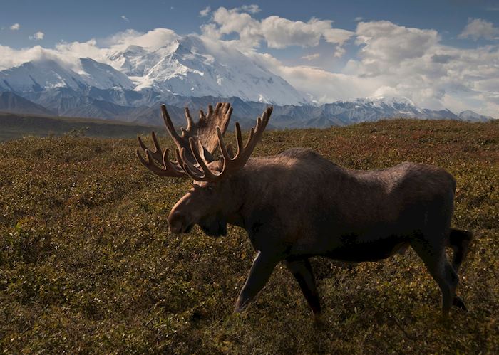 Moose loping through Denali National Park, Alaska