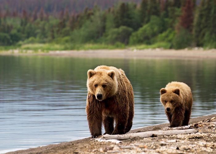 Bears along the coastlines in Katmai National Park