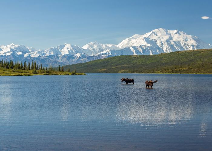 Moose in Denali National Park, Alaska