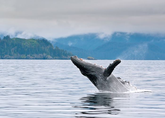 Humpback whale breaching near Seward