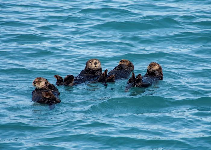 Floating otters near Kenai Fjords National Park, near Seward
