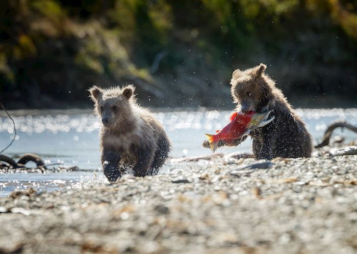 Grizzly bear cubs near Katmai National Park