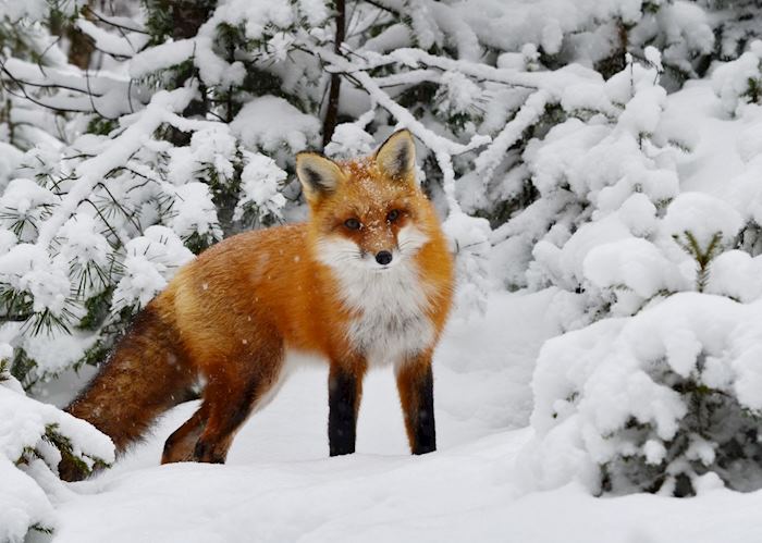 Curious red fox in Jasper National Park