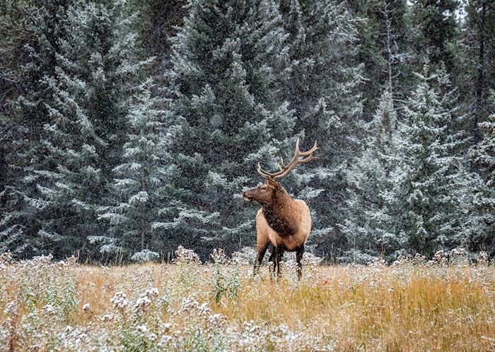 Elk near Jasper, Alberta