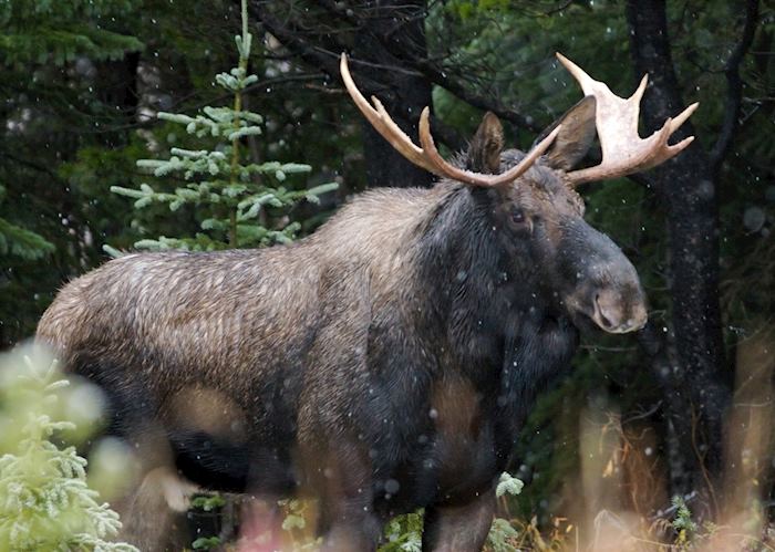 Moose in Jasper, Alberta