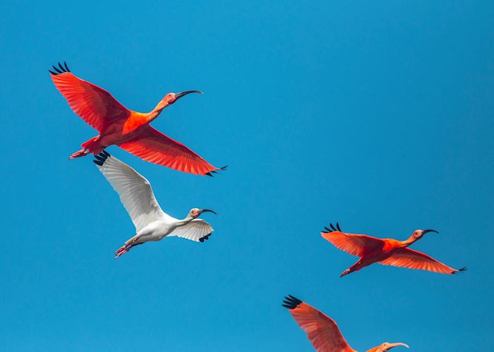 Scarlet ibis in flight