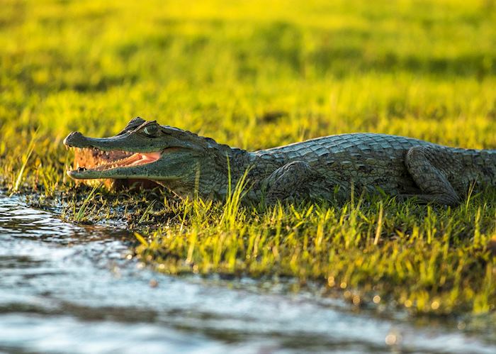 Caiman in Los Llanos