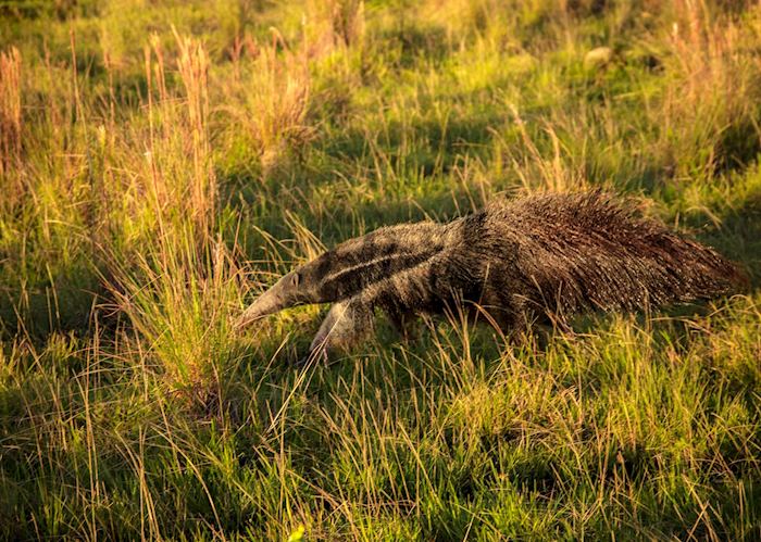 Anteater in Los Llanos