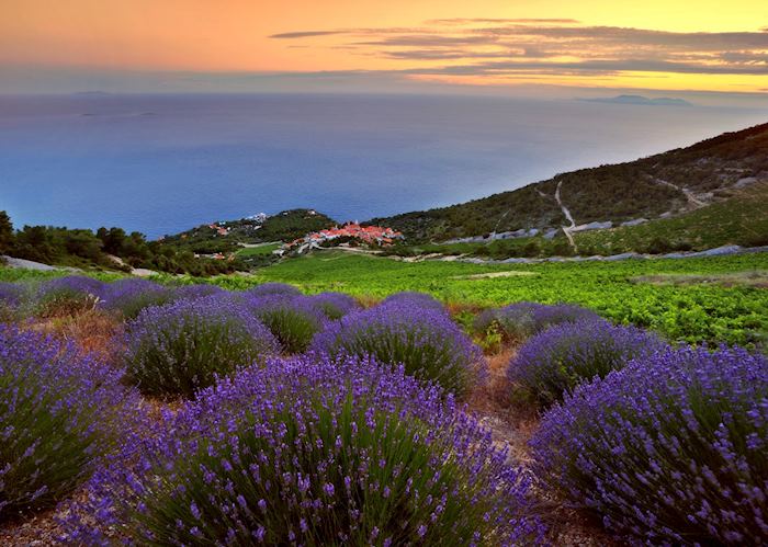 Lavender fields, Hvar