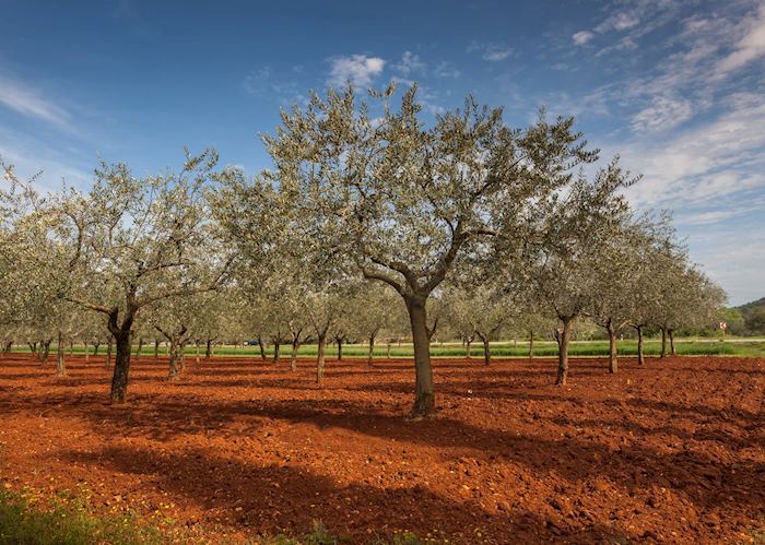 Red soil olive groves, Istria