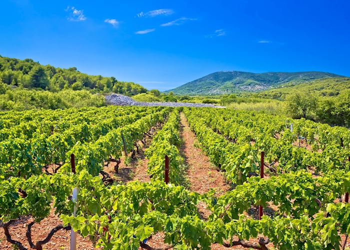 Vineyards of Vis, Croatia