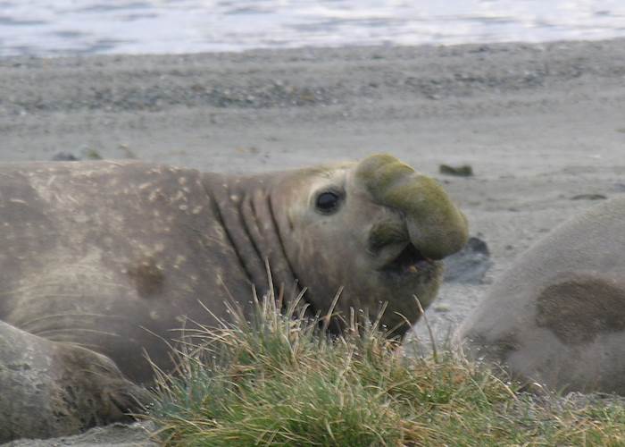 Elephant Seal