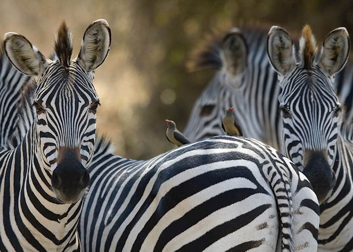 Crawshay's Zebra