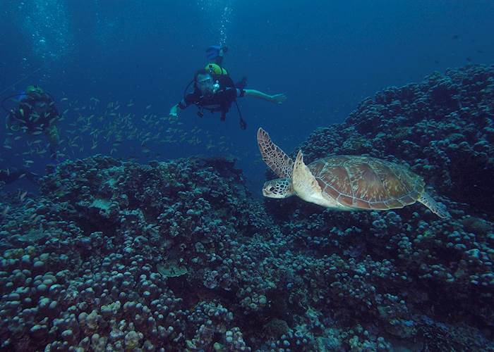 Diving around Pemba