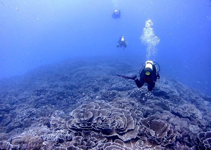 Diving over cabbag corals, Pemba Island
