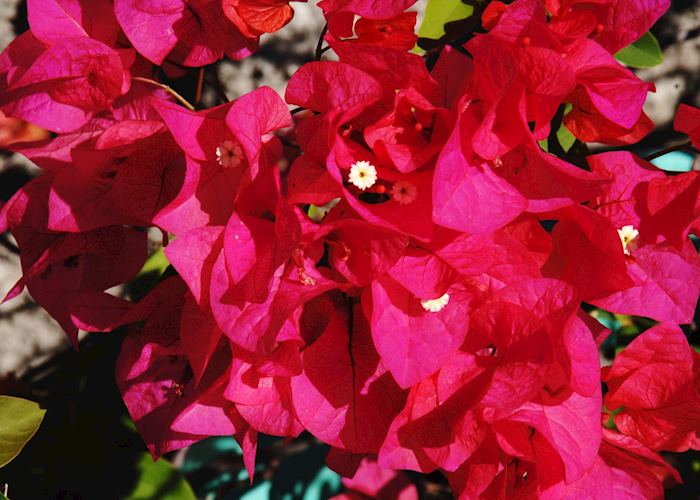 Bougainvillea, Grenada