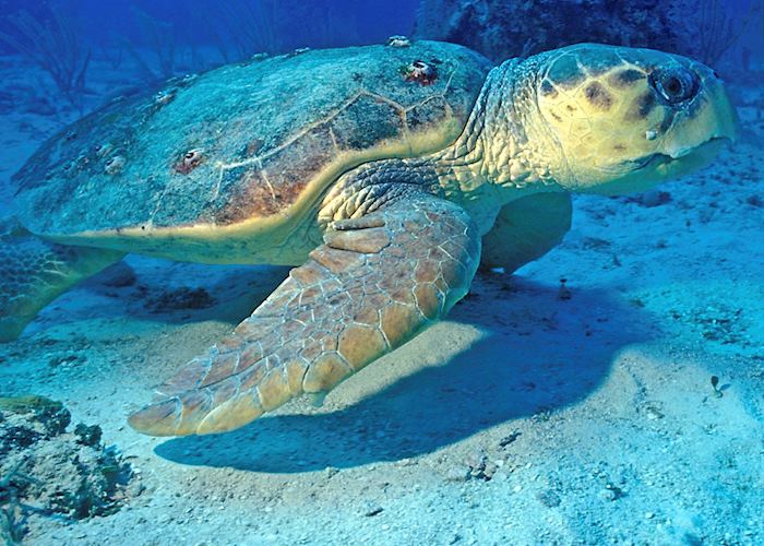 Turtle, Saint Lucia