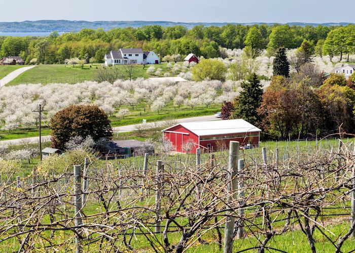 Cherry blossom outside Traverse City