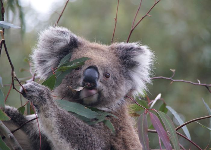 Exceptional Kangaroo Island, Australia | Audley Travel US