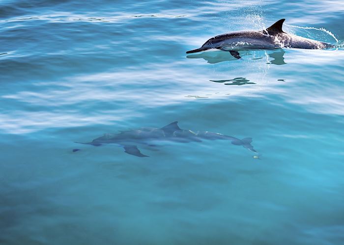 Dolphins in Maui