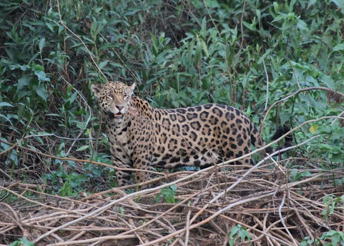 Pantanal jaguar