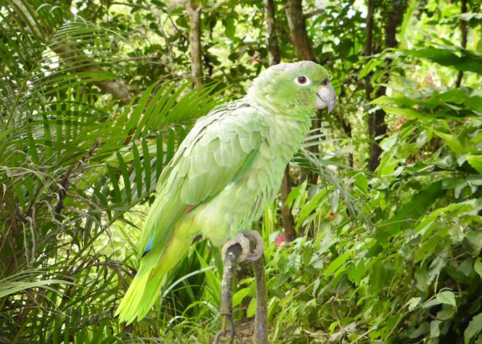 Minga Lodge's relatively tame parrot