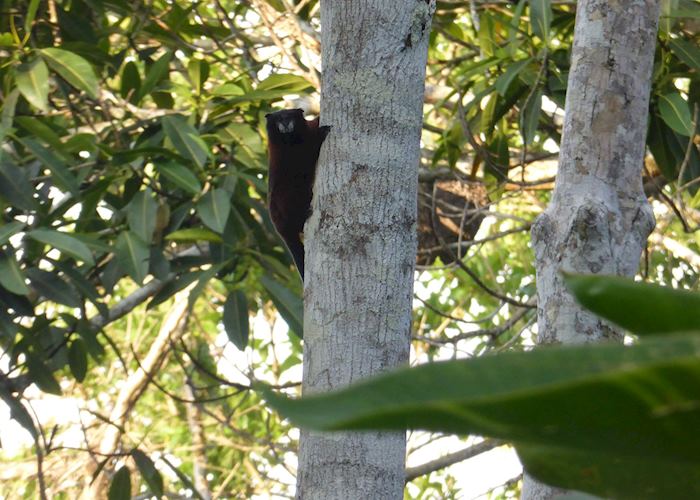 Saddle-back tamarin