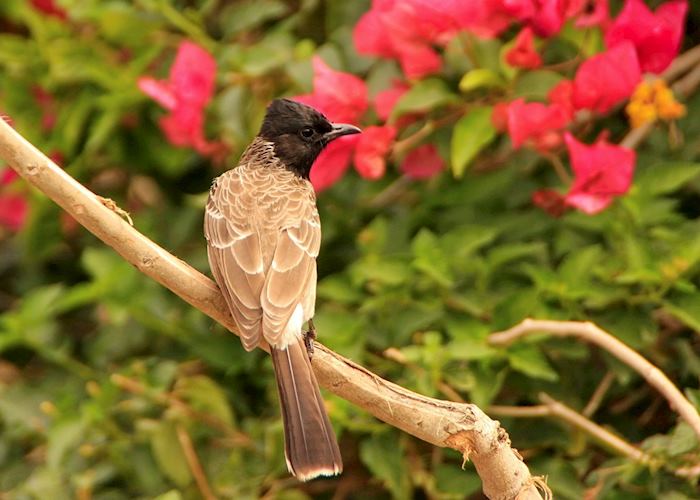 Indian Red-vented Bulbul