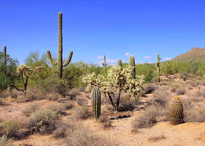 Desert, Saguaro Cactus, Southern Arizona