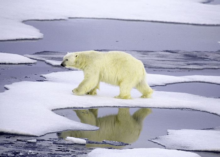 Polar Bear, Canada