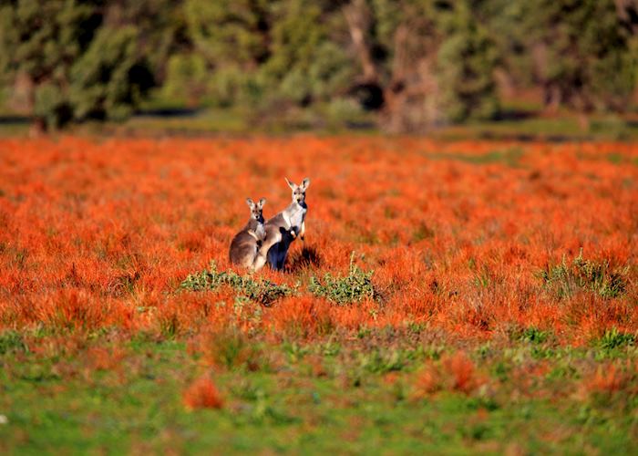 Kangaroos at Flinders Ranges, South Australia