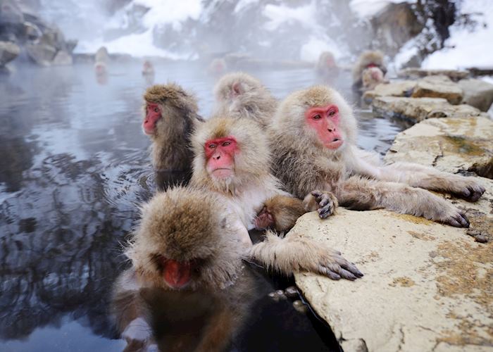 Japanese snow monkeys, Yudanaka Onsen