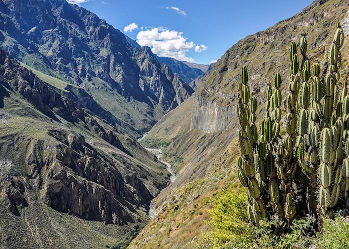 Cactus in the Colca Canyon, Peru
