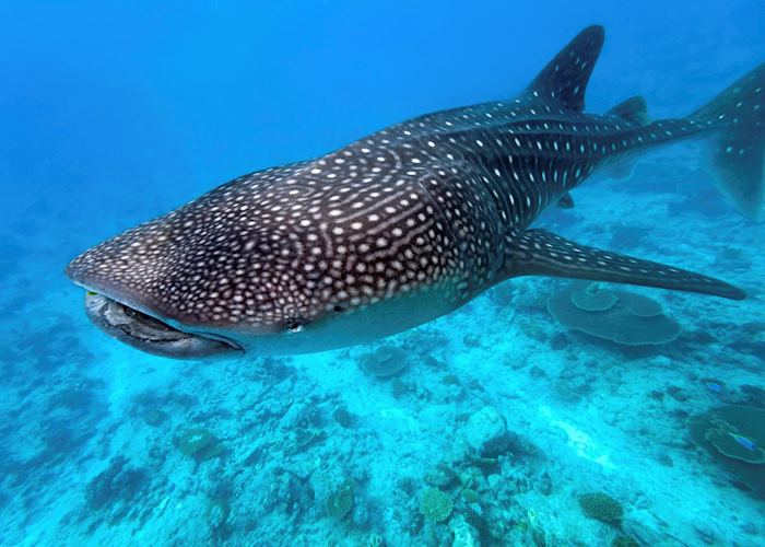 Whale Shark, The Maldives