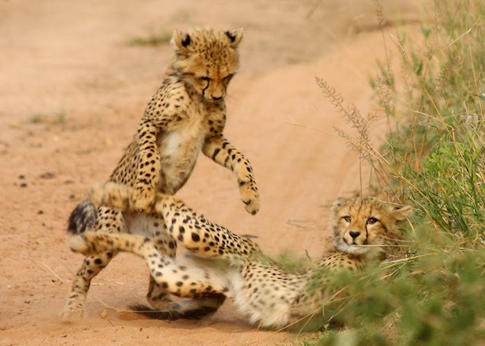 Game Viewing in Thornybush