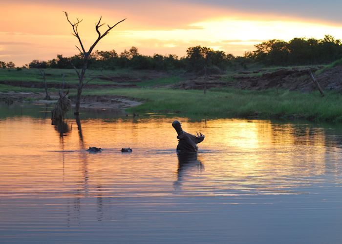 A male hippo showing his strength and size at sunset