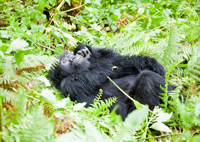 Mountain gorilla, Volcanoes National Park, Rwanda