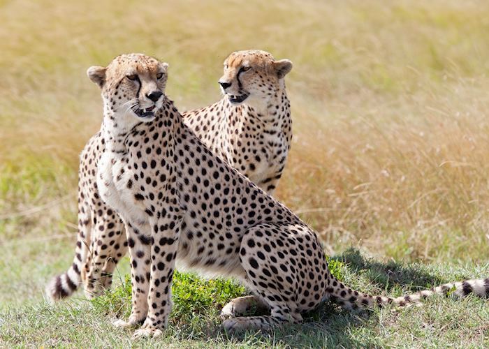 Cheetah brothers on the hunt