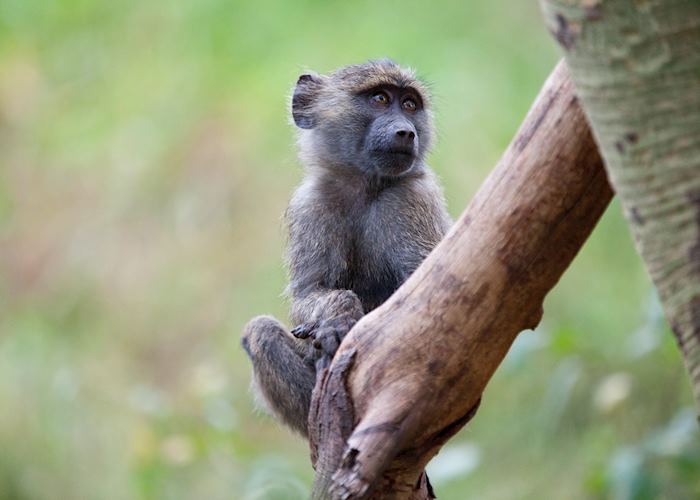 Juvenile baboon