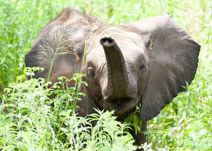 Curious baby elephant 