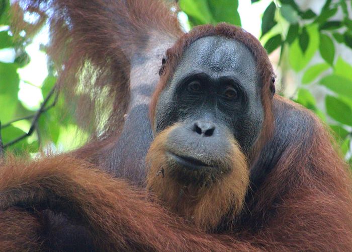 Male wild Orangutan near the Ecolodge, Bukit Lawang