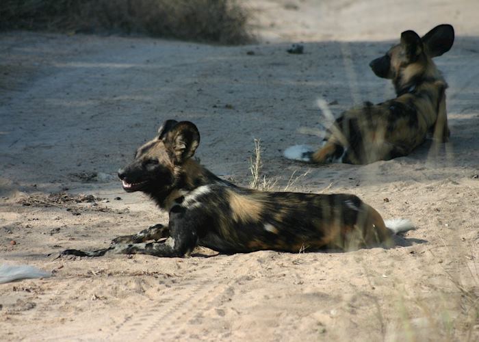 Wild dog, Greater Kruger Park